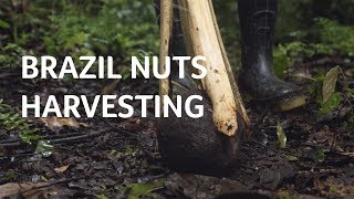 Amazon Native Community - Harvesting Brazil Nut PERU