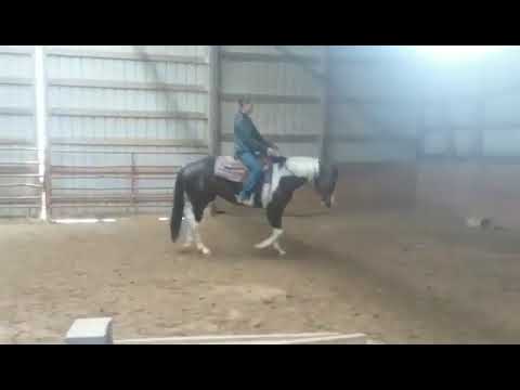 Late To The Party - 2016 APHA Mare