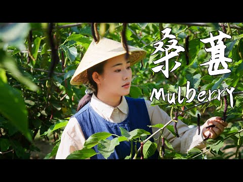 Mulberries—nature’s purple gift, sweet and tart with a hint of fresh, grassy aroma【滇西小哥】