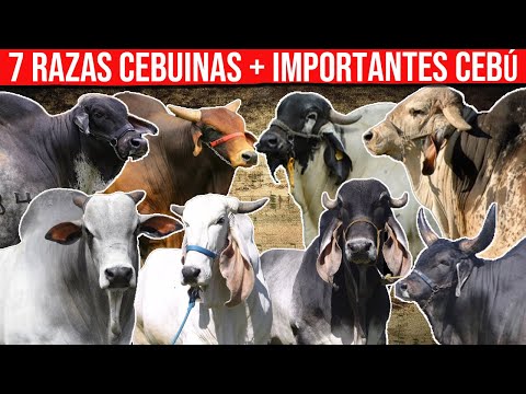 , title : '🔴 7 Razas Cebuinas Más Importantes Dentro Del Ganado Cebú✅'