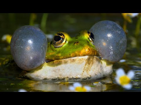 Skokan rapotavy (Pelophylax ridibundus) - hlasne volanie samcov