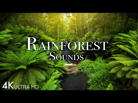 Rainforest Soundscape