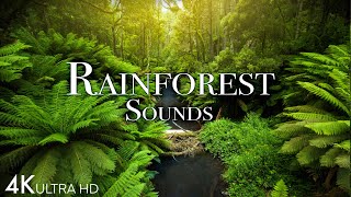 Rainforest Soundscape 4K 🌳🎵 | Pure Bliss for Relaxation and Meditation #natureheals