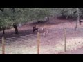 Giant Sable Antelope