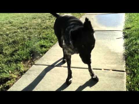 Anticipating the big sprinkler moment