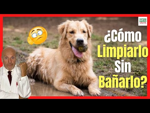 🛁 HOW TO CLEAN A DOG WITHOUT BATHING IT? 🛁 (WITH VINEGAR, BICARBONATE...)