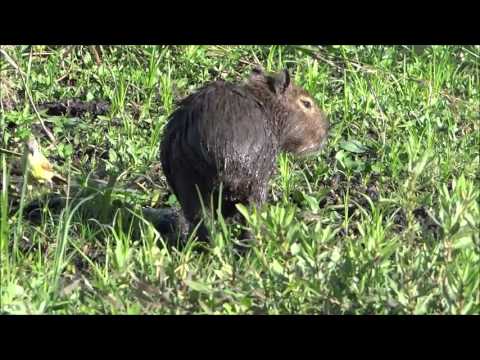 A Capybara with a little yellow feathered friend in the Ibera Wetlands, Argentina