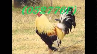 My-Video-Joan-Sebastian-El-Gallo-Celoso-))(*_*)((