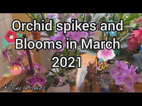 Orchid spikes and blooms in March 2021