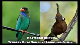 Download lagu Masteran Mewah Tengkek Buto Sambung Cililin Dengan Jeda 10 Detik Efektif Untuk Memaster Burung.. mp3 Download lagu Masteran Mewah Tengkek Buto Sambung Cililin Dengan Jeda 10 Detik Efektif Untuk Memaster Burung.. mp3