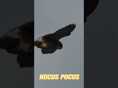 Focus like a Falcon 🪶🪄🪶