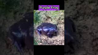 Would You Kiss this Frog?😘🐸 - Purple Frog(From India🇮🇳)#Shorts #Rare Animals