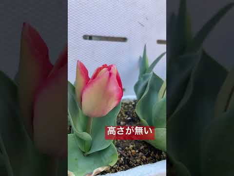 オウムのチューリップ 植物