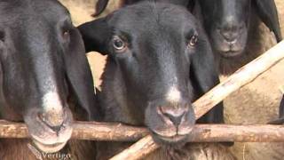 Farma ovaca rase cigaja u Suseku - U nasem ataru 413 Farma ovaca rase cigaja u Suseku - U nasem ataru 413
