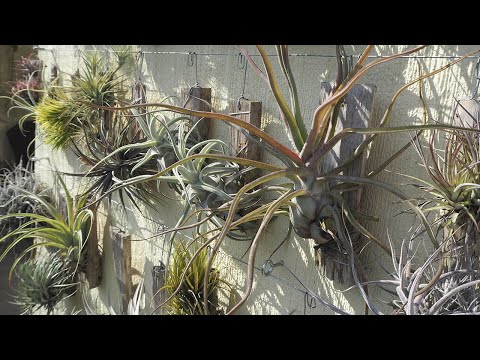 Tour durch die Tillandsien-Sammlung - April 2022