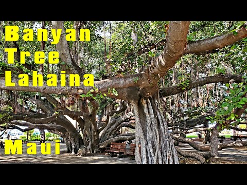 image-Who planted the Lahaina banyan tree?