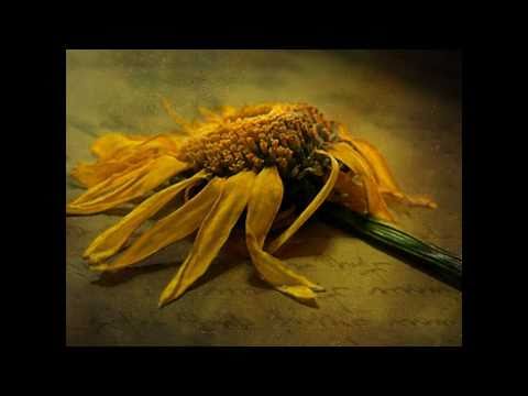 Core 'ngrato  - Placido Domingo with English subtitles