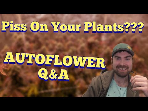 Should You Piss On Your Plants? Autoflower Q&A