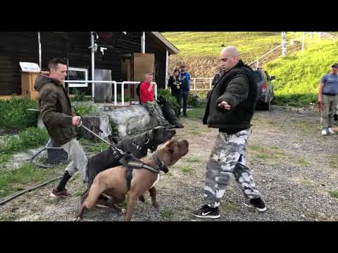 Red Cross Bandog kennel