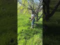 😂🤣 HE FELL LOLL #blooper #falling #shorts
