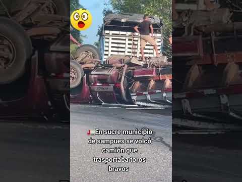 sucre municipio de sampues se volcó camión con toros Bravos