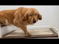 These Dogs Were So Unexpectedly Funny!😂 DEFAULT Thumbnail