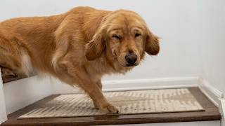 These Dogs Were So Unexpectedly Funny!😂 MQDEFAULT Thumbnail