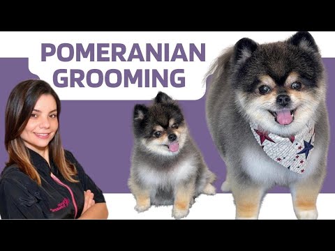 POMERANIAN GROOMING STEP BY STEP TUTORIAL