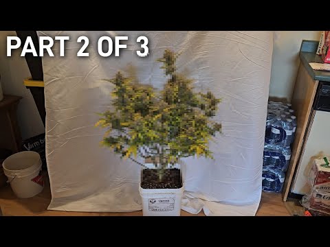 How to Grow - LST - Training Autoflowers, Defoliation, Par Settings, How to Water, Gigawatt Auto