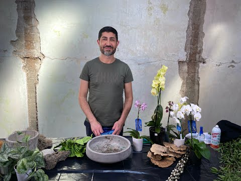 YouTube video about: Can you plant orchids with succulents?