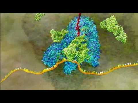 Tradução do RNA mensageiro (versão simplificada)