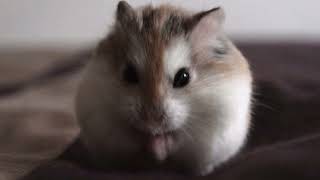 Cover art for Quaver