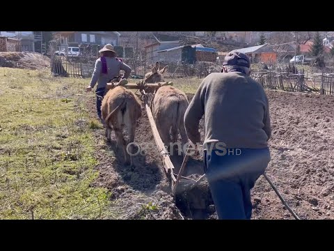 Pustec/ Gomerë në vend të traktorit