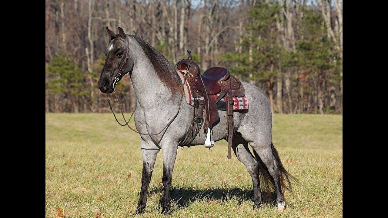 Blue Roan Tennessee Walking Gaited Trail Horse Gelding