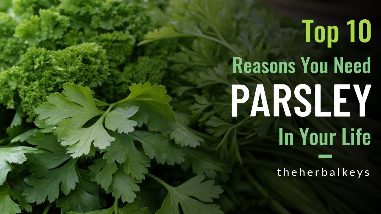 Parsley Power: 10 Reasons This Herb Belongs in Your Home & Garden!