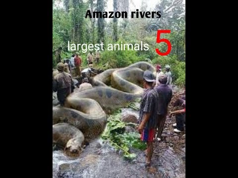 Amazon rivers most 5 animals.