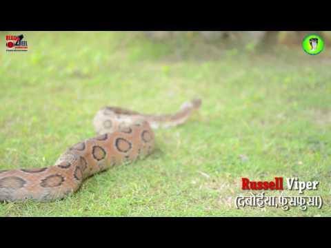 Documentary on snakes