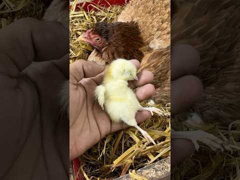 Oh no! Hen hatched & kill first baby chick