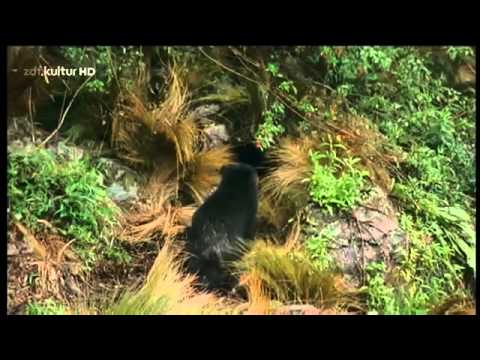 Kostbarkeiten im Nebelwald - EXTREME Schätze in Naturparadiesen [HD Doku DEUTSCH] 2016