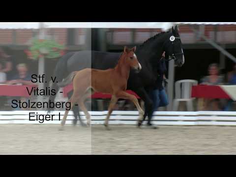 Stf v Vitalis x Stolzenberg x Eiger I 2019