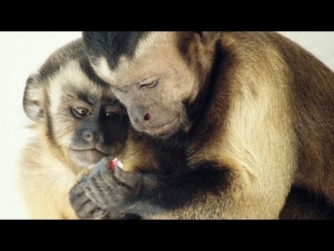 Frans de Waal: Moralisches Verhalten bei Tieren