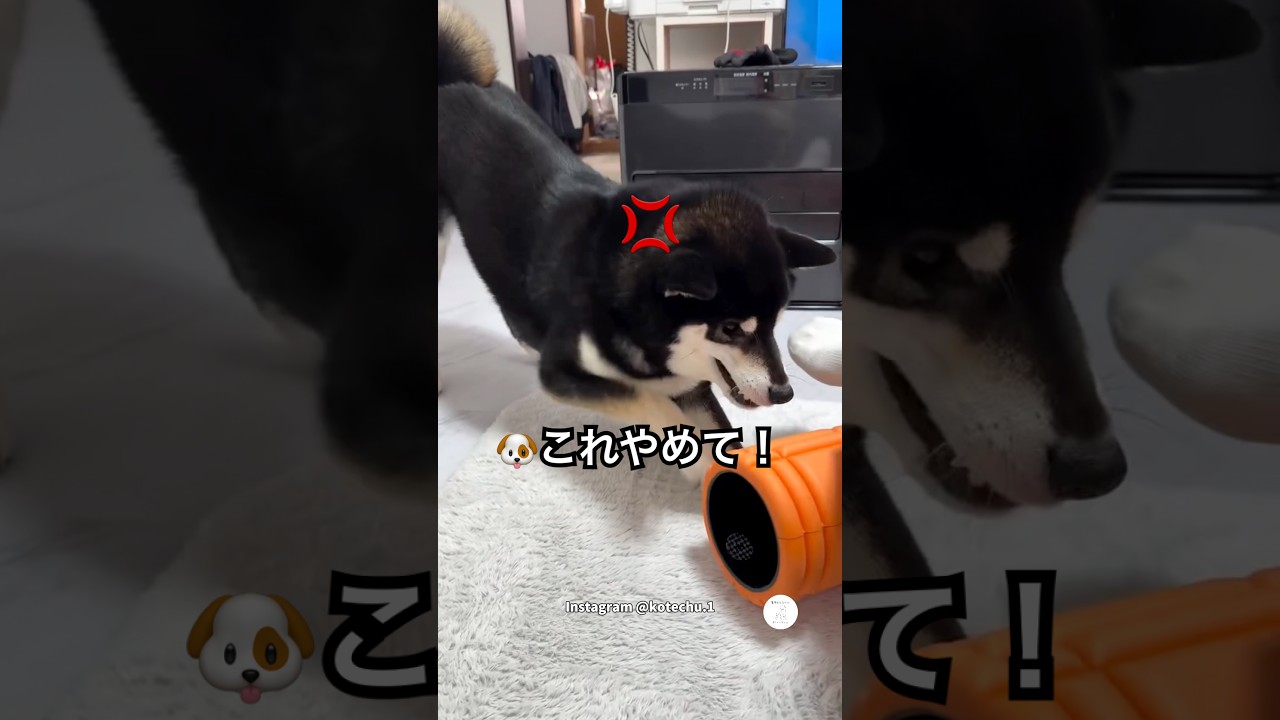 ストレッチを始めた瞬間…ローラーにキレる柴犬　#柴犬　#黒柴　#犬　#面白い　#犬のいる生活