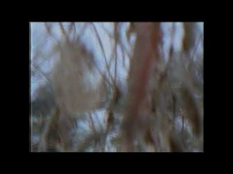 kodyak - PhotographicMemory (ft. Bones)