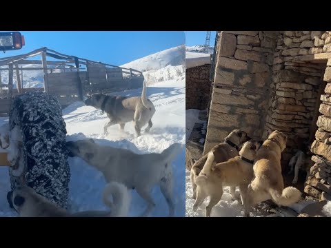 FIRE IS IN TROUBLE! A GRADER CAME TO THE VILLAGE AND CHAOS ENSUED.