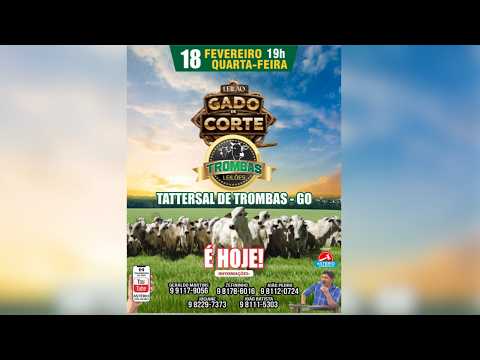 LEILÃO DE GADO DE CORTE TROMBAS LEILÕES - TROMBAS GOIAS  - 18/ 02/ 2026