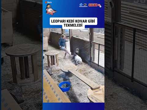 Keçilere saldıran Leoparı Kedi kovar gibi kovdu