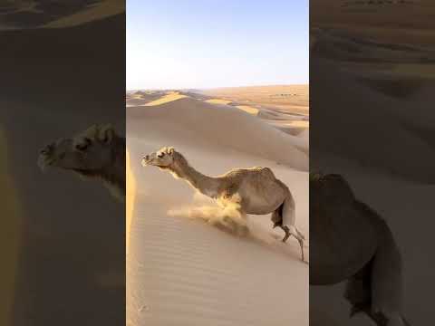 الجمل سفينة الصحراء ️ الحيوان العُصامي