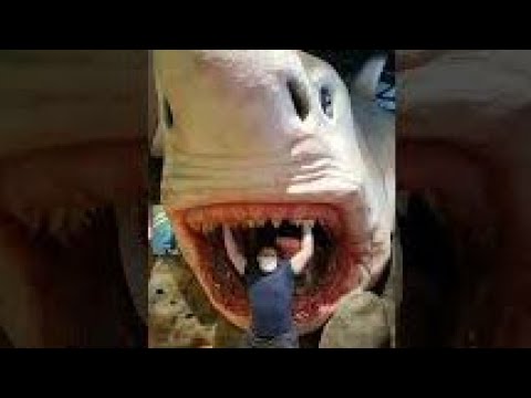 メガロドンのサメの歯をホホジロザメと比較 🦈 #shorts