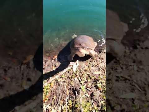 Feeding Turtle Bread with a Stick!