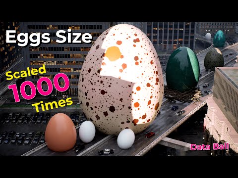 If Eggs Grew 1000 Times Bigger | monsters eggs size comparison